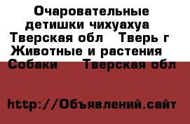 Очаровательные детишки чихуахуа - Тверская обл., Тверь г. Животные и растения » Собаки   . Тверская обл.